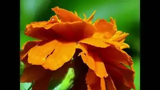 Backyard Garden Photo Diary - 06-23-24 - Ann Arbor Photographic Arts - a2photographic,com