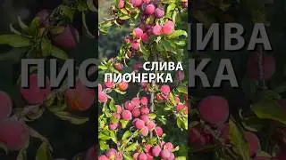 ЭТА СЛИВА ПЕРЕЖИВЕТ ДАЖЕ МОНИЛИОЗ! СОРТ ПИОНЕРКА 🍑 #слива  #дача #огород #shorts