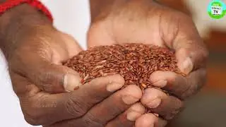 ஒரே நடவில் இருமுறை அறுவடை ஒட்டடையான் Ottadayan paddy | Paddy that can be harvested Two time