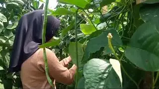 Memetik Kacang Panjang (Long Bean) dan Kenikir (Cosmos Leaves) || Masak Pecel Lele Ala Desa