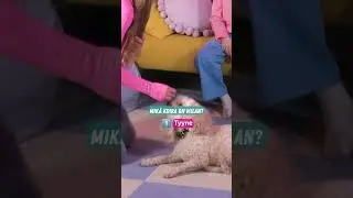 Arvaatko mik&auml; n&auml;ist&auml; on Milan koira? 🐕 Katso linkitetyst&auml; jaksosta oikea vastaus! #ylegalaxi