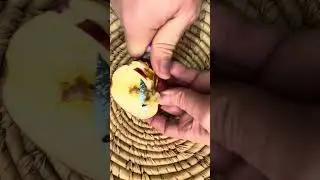 Crunchy apple ASMR sounds #asmr #fruit #asmrfruit #satisfying #fruitasmr #triggersforsleep #apple