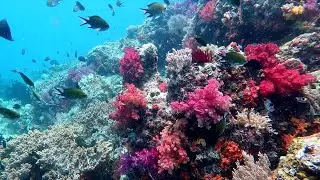 Подводное плавание Раджа Ампат. Мисул. Нуди Рок. Индонезия. ноябрь 2023 г.
