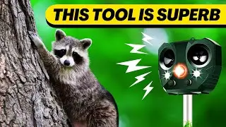 Simple & Powerful Ways to Get Rid of Raccoons NOW!
