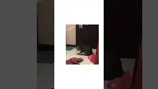 Bundle Gendud the Fat Dancing Cat #shorts #fatcat #dancingcat