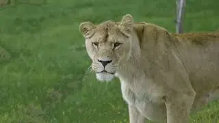 Bienvenue au Parc Animalier d'Auvergne !