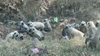 INDIAN GREY LANGUR