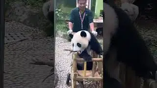 Panda cub Meizhu sits in a stroller, oozing with ultimate cuteness #panda #cute #funny