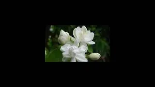 lagu bunga pengantin || auliada4 #auliada4 #alivers #bungapengantin