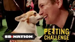 Westminster Kennel Club Dog Show: Petting Challenge