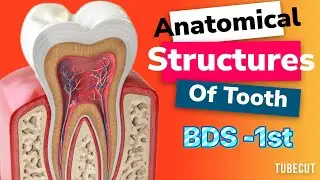 Anatomical Structure of Tooth Explained | BDS lectures | Anatomy of Tooth Explained