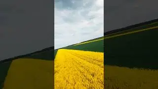 ☀️Flying low and high above yellow fields #shorts #drone #relaxing