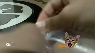 Easy DIY Cat Toy Ideas | How to Make Fun Toys for Kittens at Home! #catlovers #cat #diycattoys 