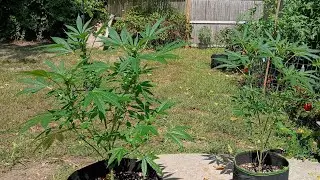 Biscotti cream  cannabis plant at the end of week 1 of flower buds are huge at this stage in growth
