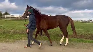 * SOLD FOR &pound;1000 * - Courageous Cleo (IRE) - HORSE IN TRAINING - Mount Nelson (GB) ex Muance (FR)
