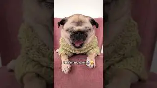 The different NOISES my ✨PUG✨ makes #dog #pug #funny #cute