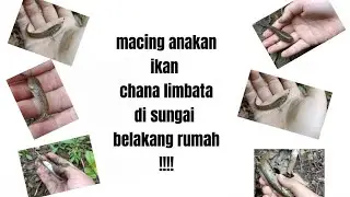 MEMANCING ANAKAN CHANA LIMBATA DI SUNGAI BELAKANG RUMAH!!!!!#chana#ikan#mancing#bolang#limbata#fish