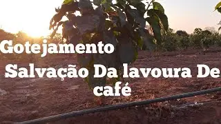 Café Arara irrigação pôr gotejamento.