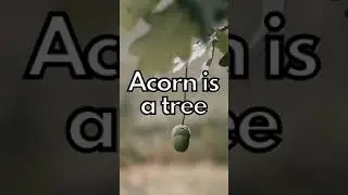 Most funny joke about Acorn you can imagine 😂😂😂