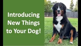 How to go about introducing new things to your Bernese Mountain Dog.