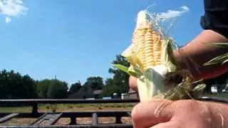 Ears of corn on the suckers stalks