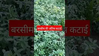 बरसीम की अंतिम कटाई  #short  #बरसीम #barseem  #barsim