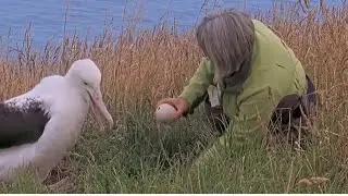 Royal Albatross ~ WYL & BOK's Egg Has PIPPED & Taken To Incubator To Hatch! 💕 Dummy Egg Swap 1.18.26