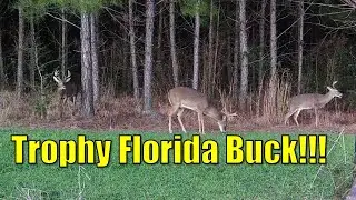 Big Florida Buck!!  Whitetail Deer Hunt in North Florida