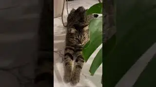 #music #cat #прикольныекоты #кот