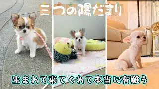 【17年の奇跡】生まれてきてくれてありがとう！愛犬三姉妹に捧げる愛の結晶