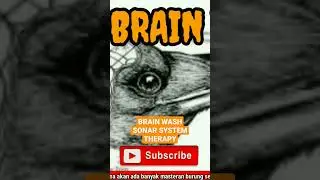 BIRD BRAIN WASH SONAR SYSTEM THERAPY.