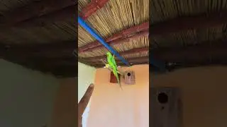 Aj Mini Zoo Mein Bohat Bura Hwa😭 #minizoo #pet #pets #minivlog #petvideo #petvlog #bird