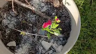 Viajando, tapando plantas y cocinando con Lupe 😃😃🛻🛻💐💐🍲🍲😆😆