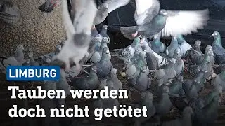 Limburg sucht jetzt freiwillige Taubenf&auml;nger | hessenschau