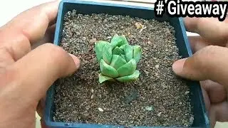 How to plant bare root succulent and cactus