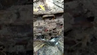 Snake