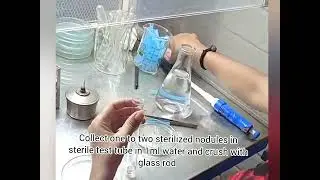 Isolation of Rhizobium from Root nodule #Isolation