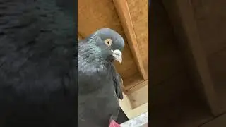 singing for the birds what can I say #shower #pigeon #itsabird #pigeonlove #birdsoftheworld