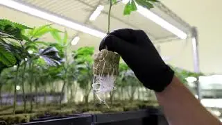 Luxx Lighting Clone LED