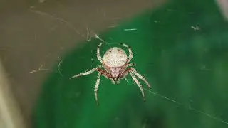 Spider Pest Control | Gunter Pest & Lawn | Kansas City, MO
