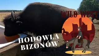 Hodowla bizonów ( Piknik country w Forest Village Ranch) VLOG