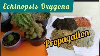 Propagation of echinopsis oxygona/How to propagate succulents