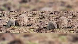 Wild Wombats in Tasmania
