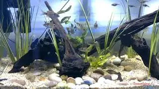 My South East Asian AQUARIUM   GOURAMIS, BETTA, PARADISE FISH TOGETHER!!