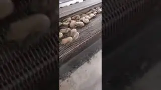 Tunnel Seafood IQF Equipment/Commercial Flash Frozen Oysters Minchine