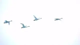 SLOW MOTION SWANS FLYING THROUGH MORNING SKY B1SAYF H