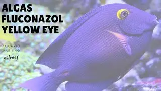 Tratamento de ALGAS com Fluconazol e Yellow Eye Tang #delreef08