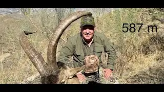 Macho mont&eacute;s trofeo en el celo, una oportunidad &uacute;nica a 587 m. Un reto para mi Blaser R-8 , 338 LM.