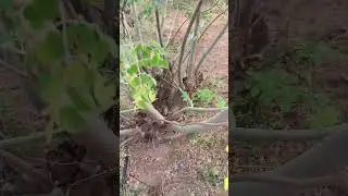 Vivo v27 colour contrest automatic change video#4k #natural