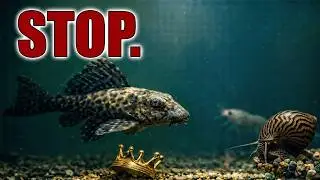 Don&rsquo;t Buy These &ldquo;Cleanup Crew&rdquo; Fish &ndash; They Don&rsquo;t Work